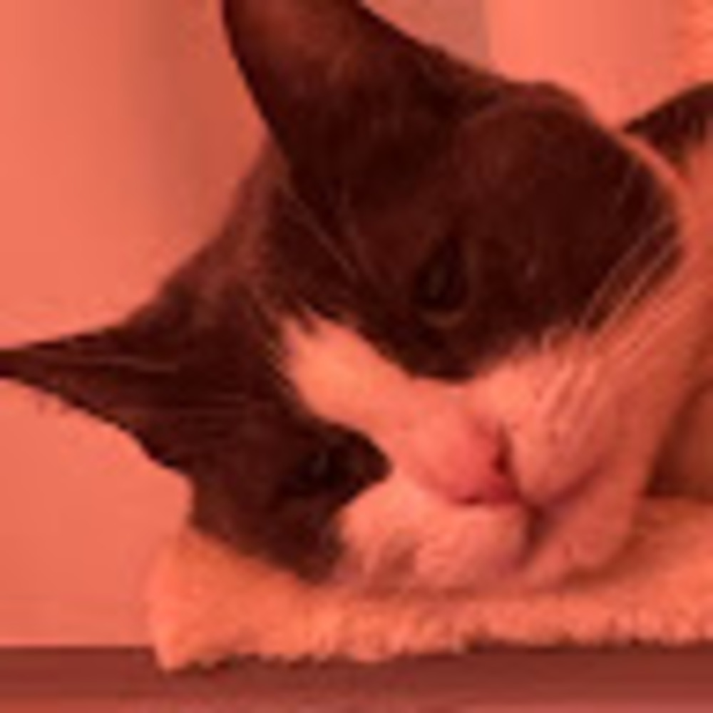 Meet your Posher, Mitzy
